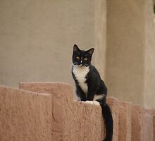 Neighborhood Cat by down23
