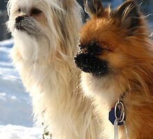 Jello and Vanille by Carole Brunet