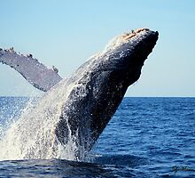 A breaching Whale by LjMaxx