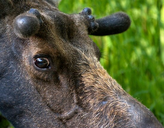Moose Bull In Velvet by A.M. Ruttle Moose Bull In Velvet by A.M. Ruttle