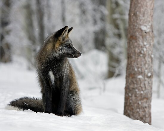 Silver Fox in Snow by A.M. Ruttle Silver Fox in Snow by A.M. Ruttle