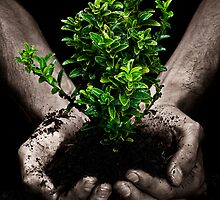 Tree in Hands by Ryan Carter
