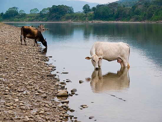 Cows River