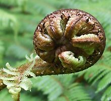 Koru Plant