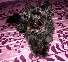 My Precious Pooch by Linda Miller Gesualdo