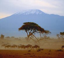 Wildebeest and Kilimanjaro by Nancy Barrett