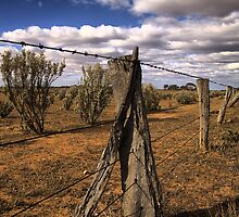 Saltbush Country by JimFilmer