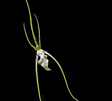 Orchid: Goldilocks by Bob Fox