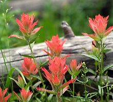 Red Indian Paintbrushes by Jackie Reitsma
