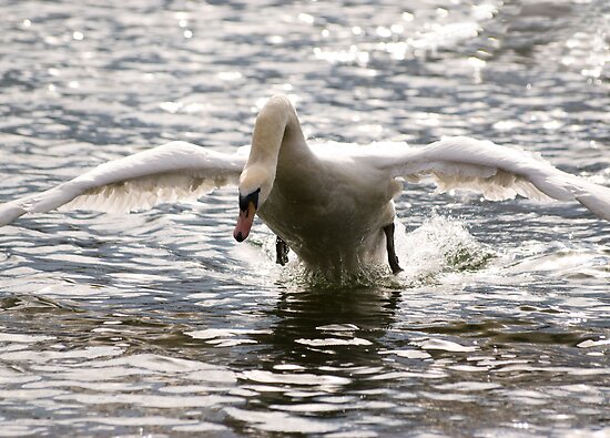Swan Attack