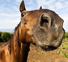 Inquisitive horse by mrfotos