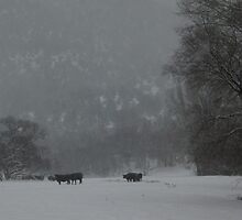 Winter Ranch by marlise