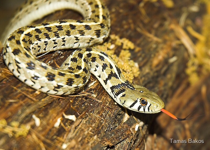 "Checkered Garter Snake" By Tamas Bakos | Redbubble