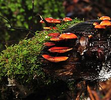 Hidden Treasure by John Kowalski