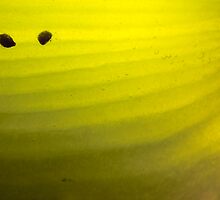 Abstract Kiwifruit - Romantic by Alex Ball