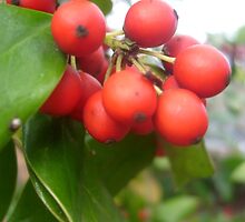 Holly by Suspended Profile