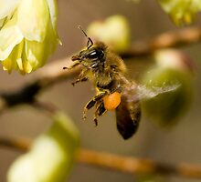 Honey Bee by David Friederich