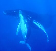 Mother's Love by Gina Ruttle (Whalegeek)