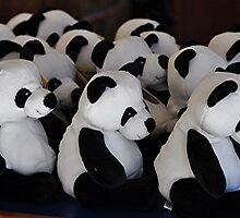 Panda - ering to the Crowds by Michael Tapping