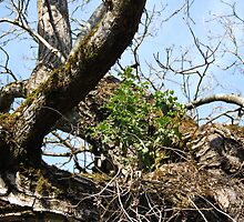 Holly trees grow anywhere! by Jymmi Sparkz