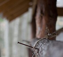 Of Function & Character by Ann Rodriquez