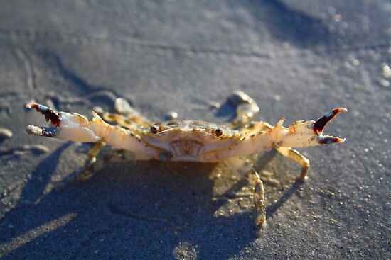 cranky crab