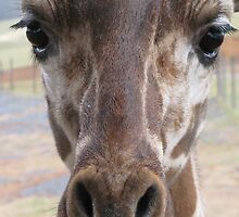 Loving Young Giraffe by Ginny York
