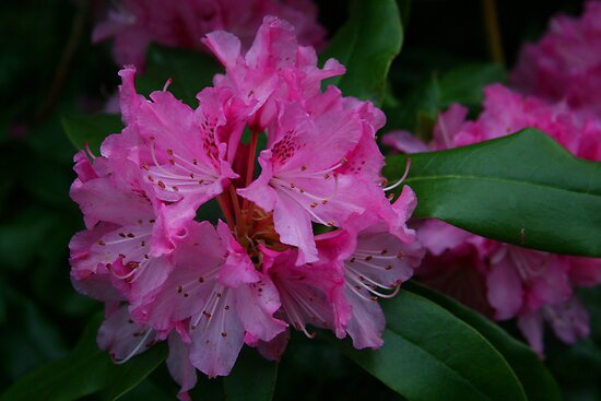 Amazing Azalea