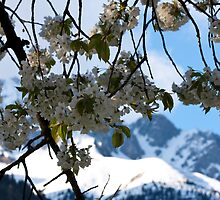 Goodbye Winter, welcome spring by Stefan Trenker