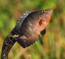 Anhinga Displaying Meal by William C. Gladish