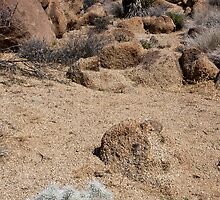 Desert Landscape by Nickolay Stanev