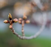 Welcome, Spring! by Ann Rodriquez