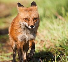 Ears Back Means Unhappy by Jay Ryser