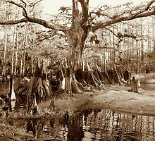 Knee High by Karen Moore
