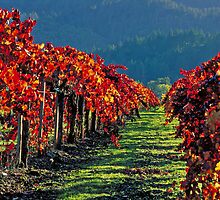 Wine Country Napa Valley by Robert George