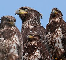 Birds Of A Feather Flock Together by Gail Bridger