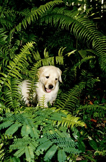 Jungle Dog