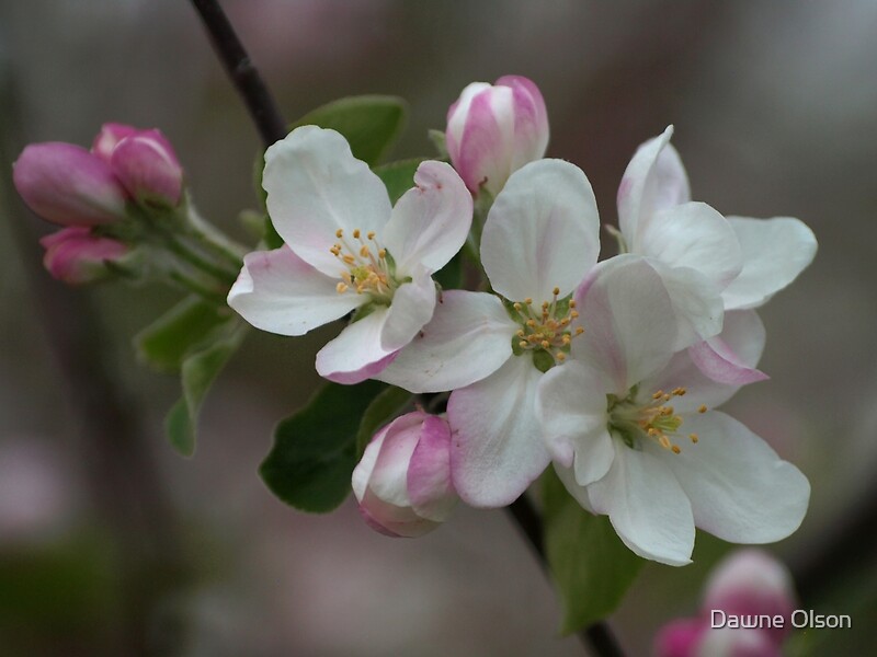 "Apple Blossom" by Dawne Olson | Redbubble