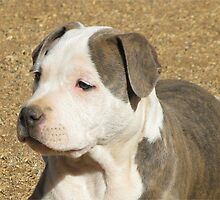 A Puppy Called Ginger Sparkles by Ginny York