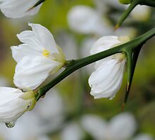 Morning Bloom IV by mc27