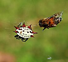Jewelled Spider and dinner guest by triciamary