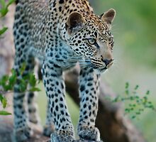 Leopard by KylieForster