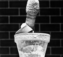 That Cactus by Anthony Davey