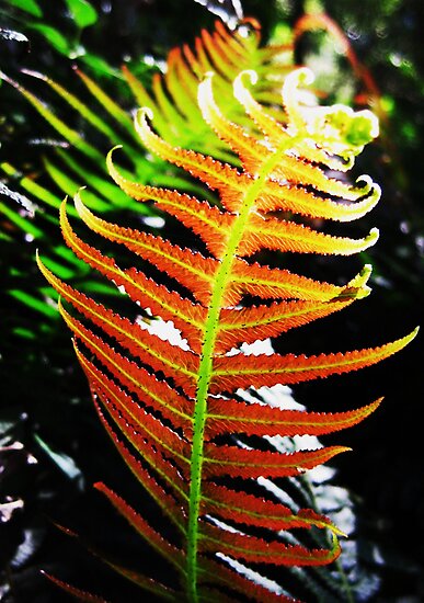 Rasp Fern