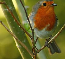 The Robin by Mathew Woodman