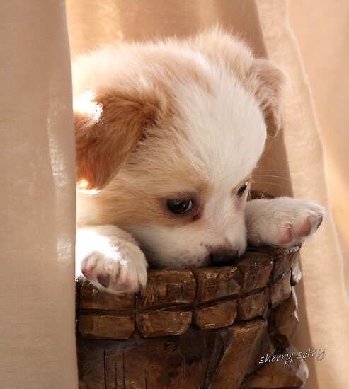 puppy pouting