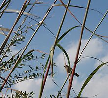 bird on reeds by DarylE