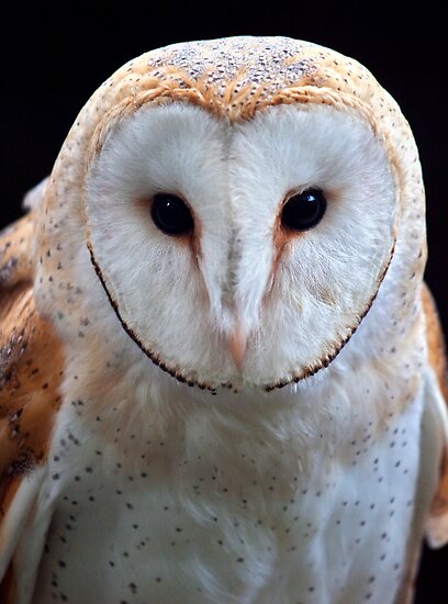 Barn Owl Face