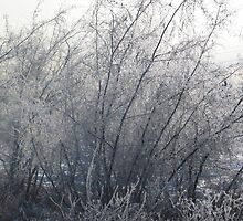 Winter bush by cowtowndogma