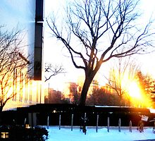 Spot Light on the Tree by Valerie McCray